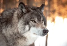 Волк в Индии и трагедия с младенцем показывают влияние животных на людей volk v indii i tragediya s mladenczem pokazyvayut vliyanie zhivotnyh na lyudej-ekbonline-ru-0