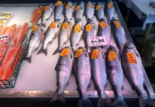 Япония увеличила закупки рыбы и морепродуктов из России, несмотря на рост экспорта в Китай yaponiya uvelichila zakupki ryby i moreproduktov iz rossii nesmotrya na rost eksporta v kitaj-ekbonline-ru-0