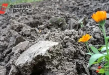 Юрий Бурлачко и депутаты ЗСК обсудили плодородие земель Краснодарского края yurij burlachko i deputaty zsk obsudili plodorodie zemel krasnodarskogo kraya-ekbonline-ru-0