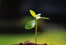 Алексей Завалин РАН-ВНИИА о биопрепаратах для урожая aleksej zavalin ranvniia o biopreparatah dlya urozhaya-ekbonline-ru-0