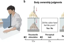 Альфа-волны мозга и "резиновая рука" помогут протезам и VR alfavolny mozga i rezinovaya ruka pomogut protezam i -ekbonline-ru-0