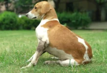 Centre давления: Влияние голоса на равновесие собак davleniya vliyanie golosa na ravnovesie sobak-ekbonline-ru-0