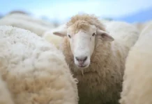 Германия отмечает приключение 50 овец на ферме и в супермаркете germaniya otmechaet priklyuchenie 50 ovecz na ferme i v supermarkete-ekbonline-ru-0