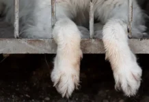 Госдума обсудит работу ветклиники «Планета» и инцидент с котом gosduma obsudit rabotu vetkliniki planeta i inczident s kotom-ekbonline-ru-0