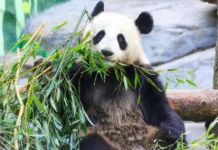 million prizov i vozmozhnost nabrat maksimalnye bally za zabotu o zhivotnyh v moskovskom zooparke-ekbonline-ru-0