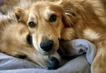 Москвичи и их новые друзья — Персик, Ричард и успехи столичных приютов moskvichi i ih novye druzya persik richard i uspehi stolichnyh priyutov-ekbonline-ru-0