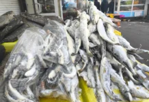 Рыбный сезон во Владивостоке предлагает свежую навагу и корюшку на рынках rybnyj sezon vo vladivostoke predlagaet svezhuyu navagu i koryushku na rynkah-ekbonline-ru-0