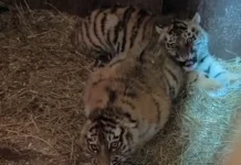 Тигрята-сироты из Приморья под опекой ветеринаров Центра «Тигр» tigryatasiroty iz primorya pod opekoj veterinarov czentra tigr-ekbonline-ru-0