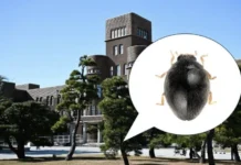 Parastethorus pinicola в Университете Кюсю – прорыв в изучении Stethorus v universitete kyusyu proryv v izuchenii -ekbonline-ru-0