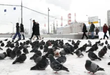 czugms prognoziruet solnechnye morozy v moskve 18 fevralya-ekbonline-ru-0