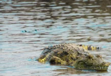 Дин Ньиренда – рыбак из Замбии, спасшийся от слонов в Луангве din nirenda rybak iz zambii spasshijsya ot slonov v luangve-ekbonline-ru-0