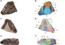 Tyrannoroter heberti — древнейшее травоядное, найденное в Канаде drevnejshee travoyadnoe najdennoe v kanade-ekbonline-ru-0