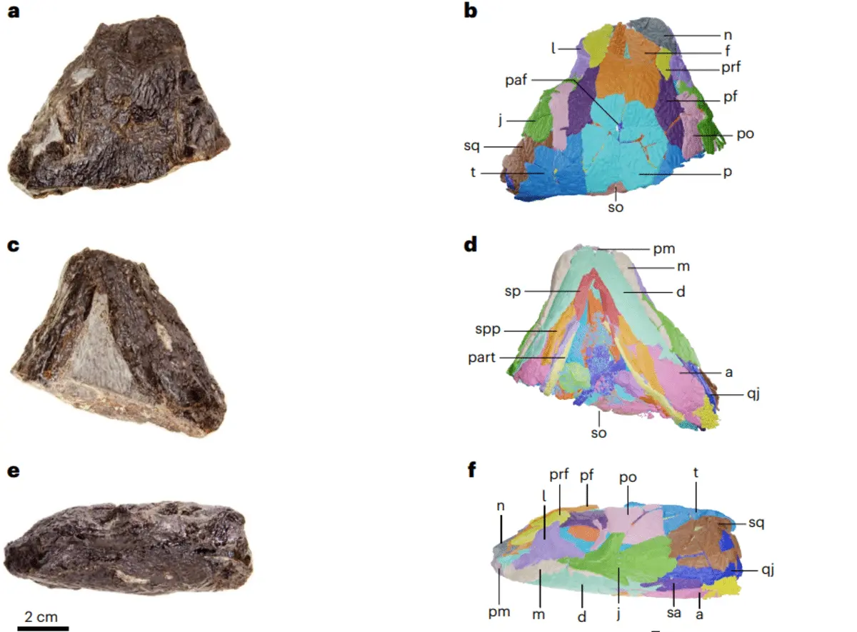 Tyrannoroter heberti — древнейшее травоядное, найденное в Канаде-0