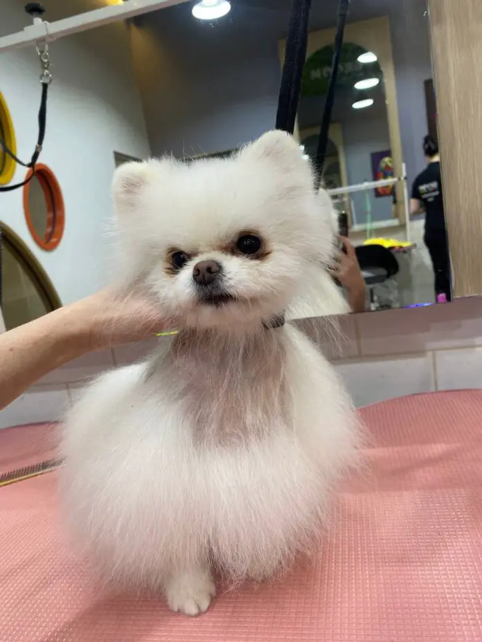 Грум представил в Сколково инновационное средство от Алопеции Х-0