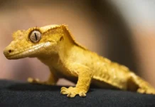 Москвичка обнаружила геккона в корзине с фруктами из Таиланда moskvichka obnaruzhila gekkona v korzine s fruktami iz tailanda-ekbonline-ru-0