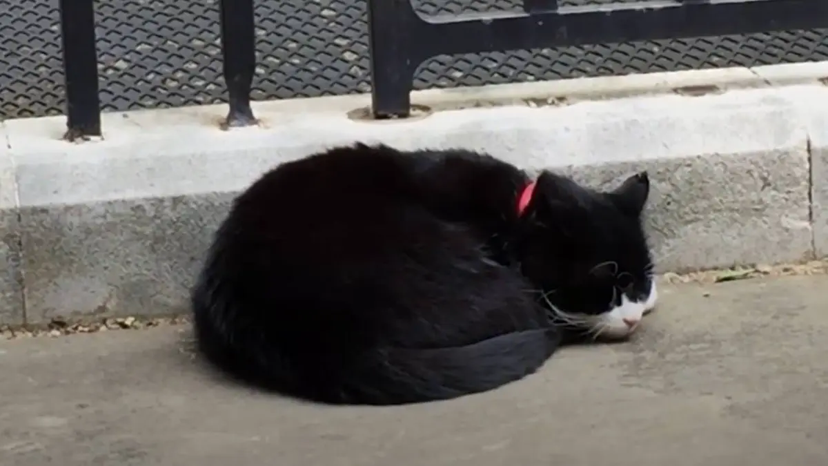 Умер кот-дипломат британского МИД по кличке Палмерстон