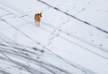 Снежный шторм на Чукотке: Анадырь и М-4 «Дон» в борьбе со стихией snezhnyj shtorm na chukotke anadyr i m4 don v borbe so stihiej-ekbonline-ru-0