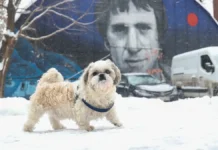 Вадим Попов предлагает налог на выгул собак для инфраструктуры vadim popov predlagaet nalog na vygul sobak dlya infrastruktury-ekbonline-ru-0