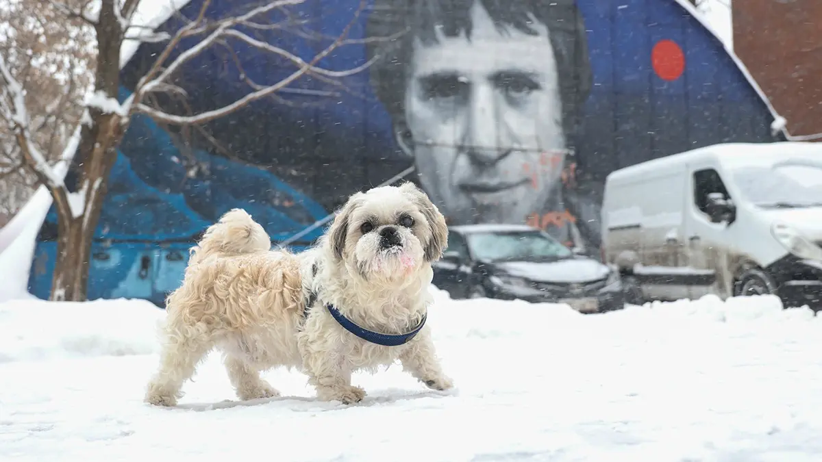 Налог на выгул собак общественники предлагают ввести в России