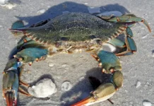 Восточные устрицы защищают голубых крабов от Hematodinium perezi vostochnye ustriczy zashhishhayut golubyh krabov ot -ekbonline-ru-0