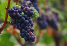 Массалия и тайны пино-нуара: история вина Франции от древности massaliya i tajny pinonuara istoriya vina franczii ot drevnosti-ekbonline-ru-0