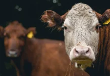 minselhoz novosibirskoj oblasti zashhita ot beshenstva i pasterelleza-ekbonline-ru-0