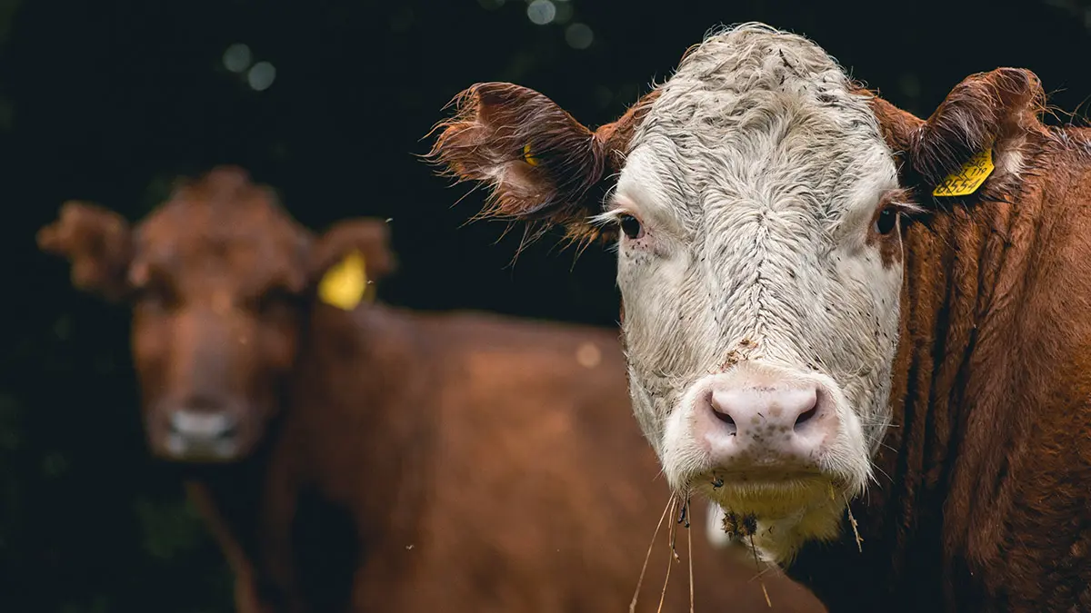 Режим ЧС ввели в Новосибирской области из-за вспышек болезней у скота