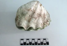 suvenir iz tailanda privel k sankcziyam altajskoj tamozhni-ekbonline-ru-0