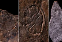 Уран-свинцовое датирование подтвердило возраст биоты Урала uransvinczovoe datirovanie podtverdilo vozrast bioty urala-ekbonline-ru-0