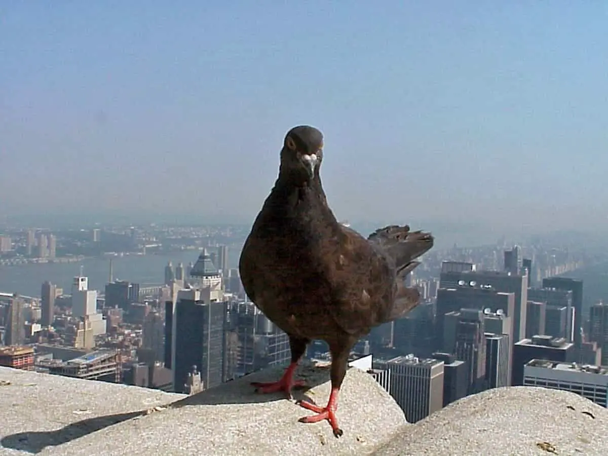 Пол человека влияет на дистанцию вспугивания птиц-0