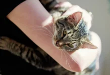 Светлана Капустина, Михаил Шеляков научат готовить питомца к малышу svetlana kapustina mihail shelyakov nauchat gotovit pitomcza k malyshu-ekbonline-ru-0