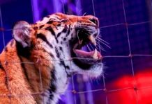 Тигр напугал детей и родителей в цирке Довгалюк в Ростове-на-Дону tigr napugal detej i roditelej v czirke dovgalyuk v rostovenadonu-ekbonline-ru-0