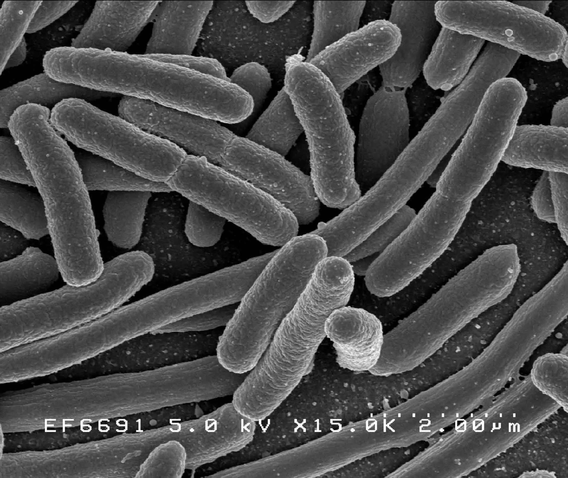 Новое в создании гадусола: E. coli, Danio rerio, Университет Цзяннань-0