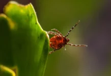 rospotrebnadzor enczefalit i borrelioz  zashhita ot kleshhej-ekbonline-ru-0