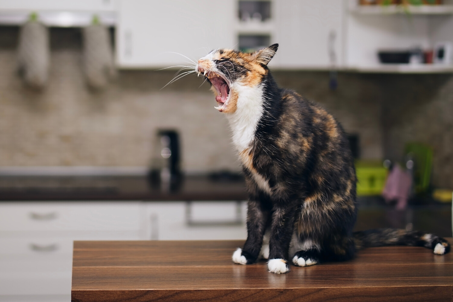 Эмма Уилсон изучает воздействие Toxoplasma gondii на GLT-1 мозга-0