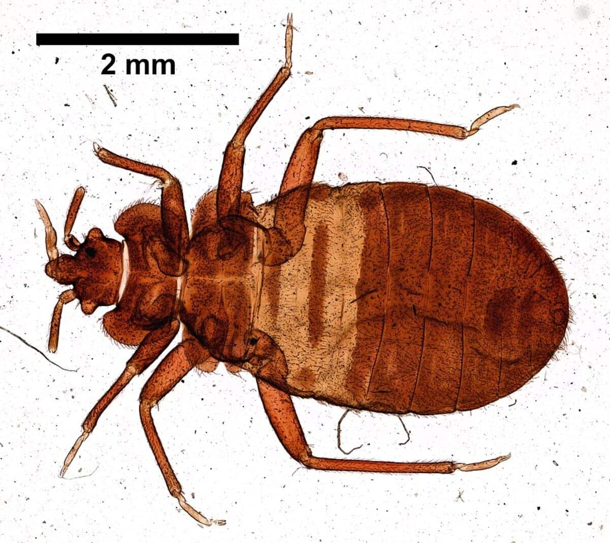 Факты об эволюции Cimex lectularius и их соседях Mus musculus и Blattella germanica-0