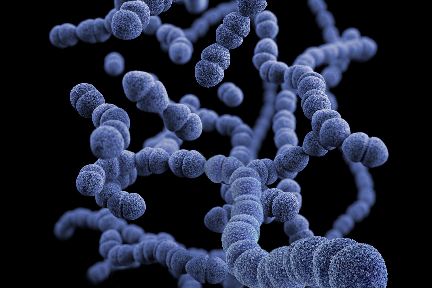 Кирстен Бос исследует Mycobacterium lepromatosis, найденный в Америке-0