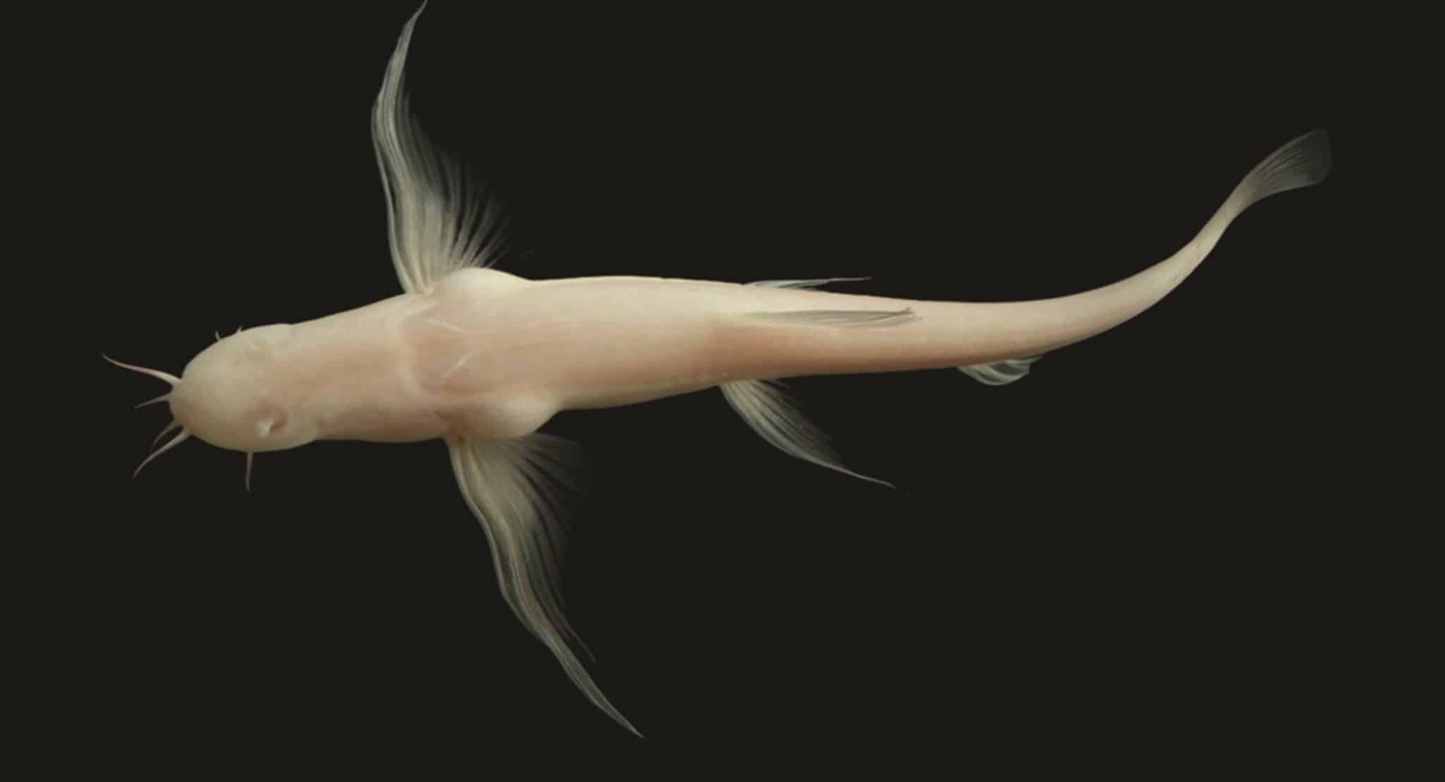 Невероятные открытия Юньнани, связанные с Triplophysa wenshanensis и Triplophysa yangi-0