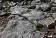 Полезные советы от специалиста Владимира Черлина о змеиных встречах poleznye sovety ot speczialista vladimira cherlina o zmeinyh vstrechah-infovzor-ru-0