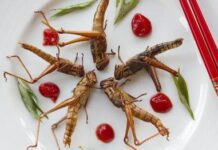 Сергей Юшин и Александр Лукашенко обсуждают будущее мясной отрасли России и Белоруссии sergej yushin i aleksandr lukashenko obsuzhdayut budushhee myasnoj otrasli rossii i belorussii-infovzor-ru-175031100500-0