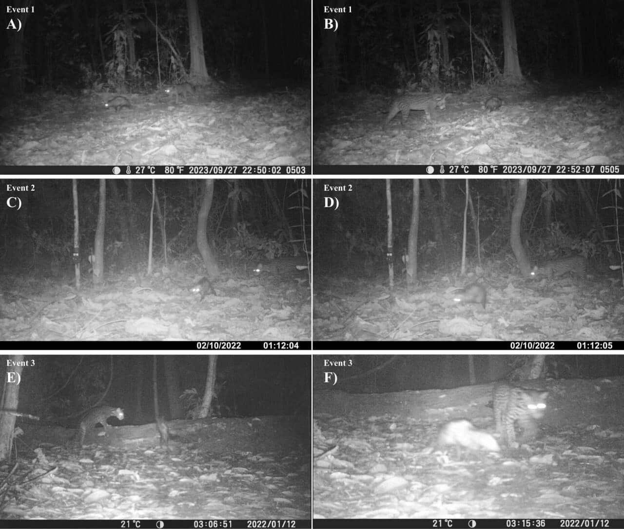 Ученые Cashu Biological Station изучили взаимодействие оцелота и опоссума в Ману-0