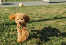 В Западном Дегунино открыли площадку для питомцев на Ильменском проезде v zapadnom degunino otkryli ploshhadku dlya pitomczev na ilmenskom proezde-infovzor-ru-175325539500-0