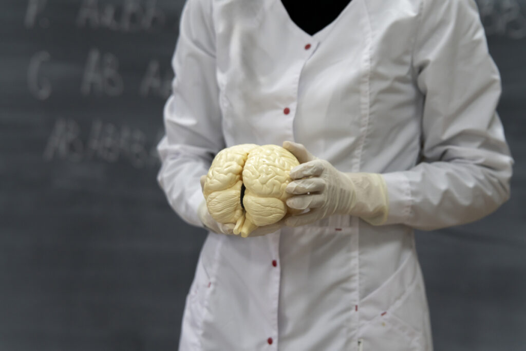 a biology class teachers hands hold human brains model - infovzor Руки учителя держат модель человеческого мозга