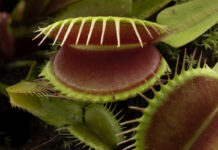 Загадки растительного интеллекта Venus flytrap Dionaea muscipula subtropical carnivorous plant