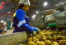 Евгений Мальцев объясняет необходимость внимания Минсельхоза к картофелю в России evgenij malczev obyasnyaet neobhodimost vnimaniya minselhoza k kartofelyu v rossii-infovzor-ru-0