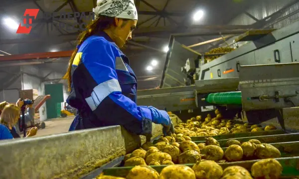 Евгений Мальцев объясняет необходимость внимания Минсельхоза к картофелю в России-0