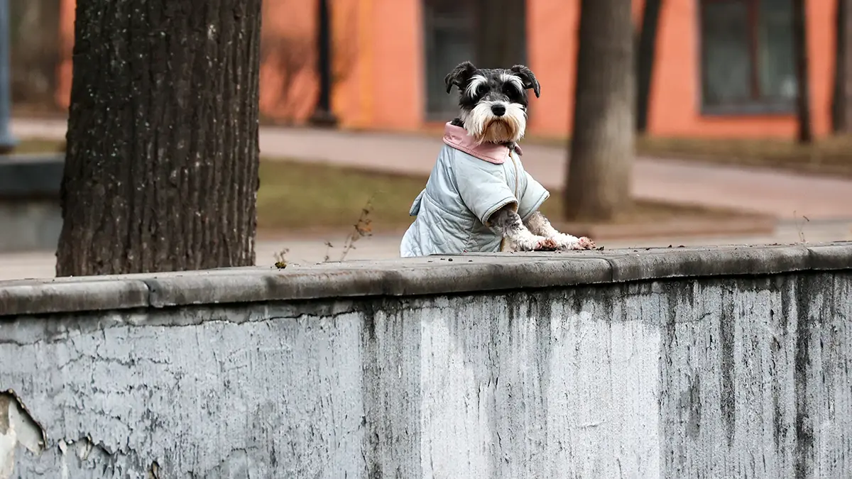 Какой будет зима в России в 2025-2026