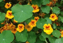 Настурция является природным эликсиром для молодости кожи и борьбы со старением nasturcziya yavlyaetsya prirodnym eliksirom dlya molodosti kozhi i borby so stareniem-infovzor-ru-0