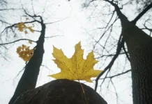 rosgidromet i meteo o pogode v moskve podmoskove i na urale v oktyabre-infovzor-ru-0