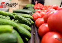 Российские огурцы вызывают тревогу в Польше, оказывая давление на агросектор rossijskie ogurczy vyzyvayut trevogu v polshe okazyvaya davlenie na agrosektor-infovzor-ru-0